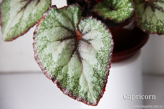 B. ‘Capricorn’